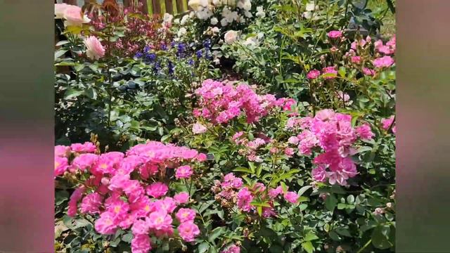 Pretty polly pink rose - Florida garden смотреть онлайн