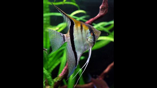 Scalar Fish, рыба скалярий Pterophyllum Scalare
