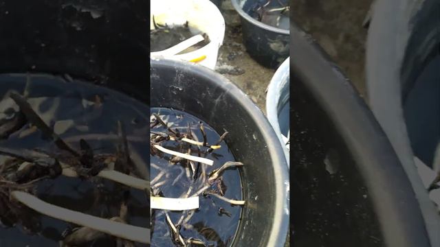 Лотос продажа 2024г! смотреть онлайн