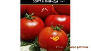 Томат обыкновенный Пламя Агро (plamya agro) ? Пламя Агро обзор: как сажать, семена томата Пламя Агр