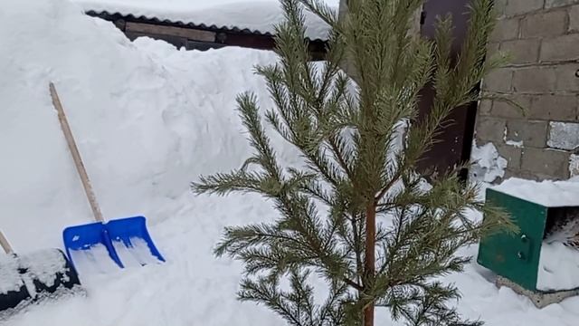 Козочка целуется .Вынесли елочку во двор .Моя выпечка . смотреть онлайн