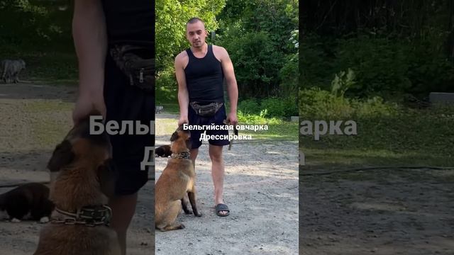 Бельгийская овчарка Дрессировка смотреть онлайн