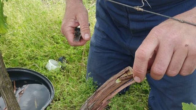 Прививка винограда в штамб. Сроки. смотреть онлайн