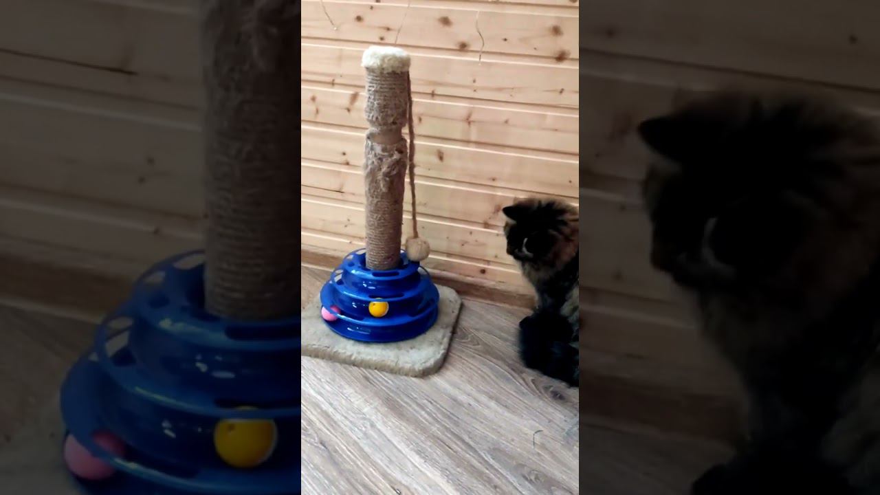 Когда не успел поработать, а уже устал. У Мишани новая игрушка!#смешныевидеосживотными#смешныекоты смотреть онлайн