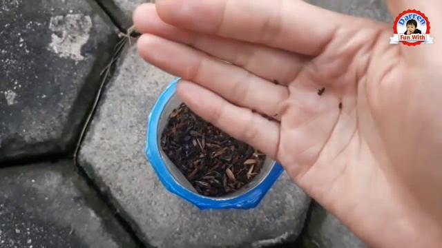 Aneka Bunga Vinca ? Tapak Dara Warna Warni Dan Cara Mudah Menanam Biji Benih Nya