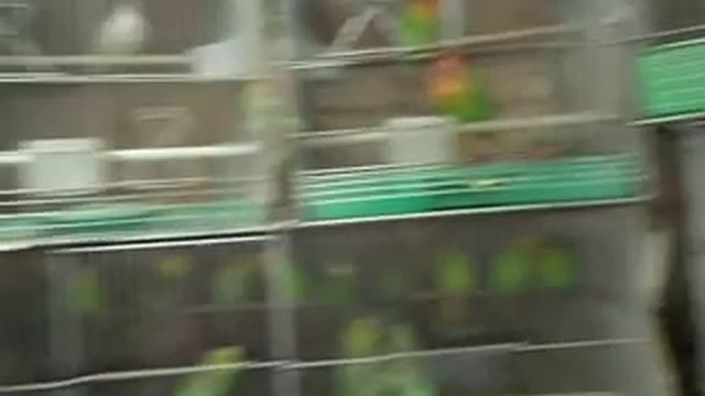 Bird Shop In Dongdaemun Market, Seoul