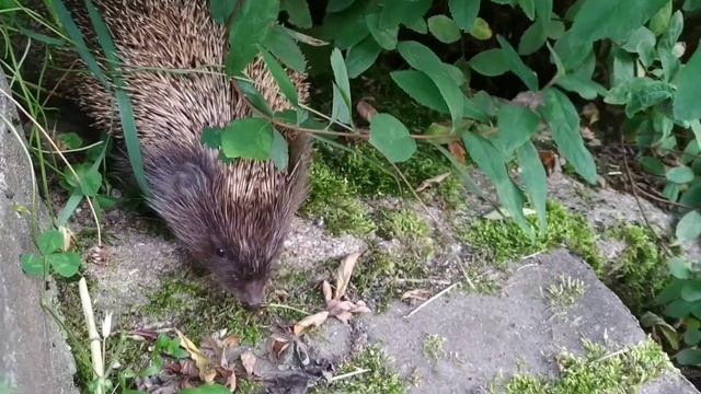 Что мы знаем про ежа смотреть онлайн