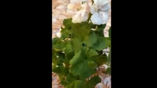 Лучшие сортовые пеларгонии. Само совершенство! Зональная карликовая пеларгония Twodees. Рекомендую! смотреть онлайн