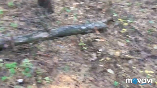 Я не грибник, часть 2 смотреть онлайн