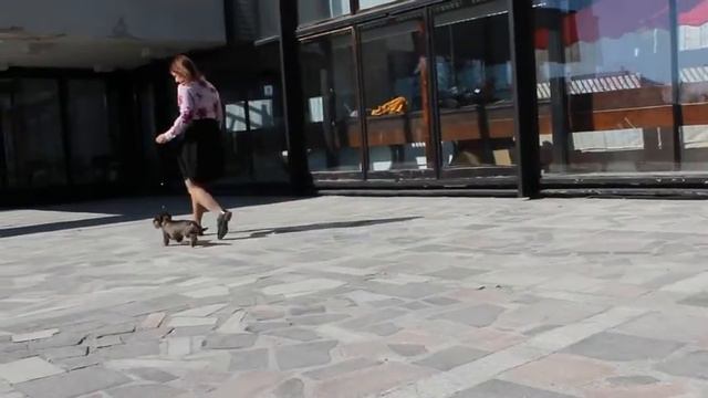 Нерей от Марины Курановой. САС, ВОВ, ЧРКФ, CACIB, БИГ-3. Сациб в Екатеринбурге 07_04_2019 смотреть онлайн