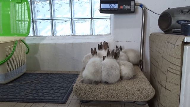 Многоплодный окрол, вес месячных крольчат смотреть онлайн