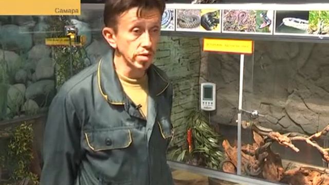 Четверо самарцев госпитализированны после укуса змей. смотреть онлайн