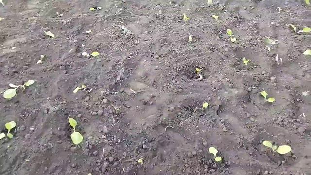 Посадка табака завершена. смотреть онлайн