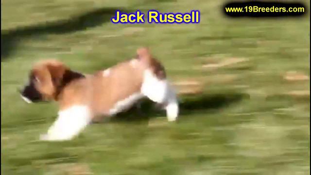 Jack Russell, Puppies, Dogs, For Sale, In Montgomery, Alabama, AL, 19Breeders, Hoover, Auburn смотреть онлайн