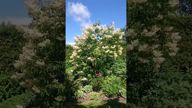 Амурская сирень смотреть онлайн