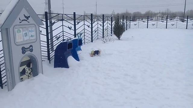 Пёс Тотоша и Лаки, йоркширский терьер, милый, модный, всегда очаровывает всех своим присутствием🐕💖🐶 смотреть онлайн