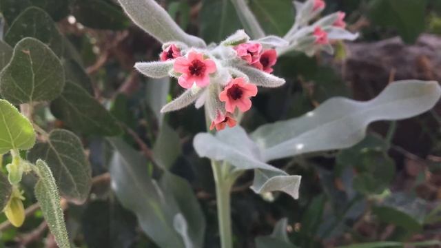 Viniebla (Cynoglossum cheirifolium) смотреть онлайн