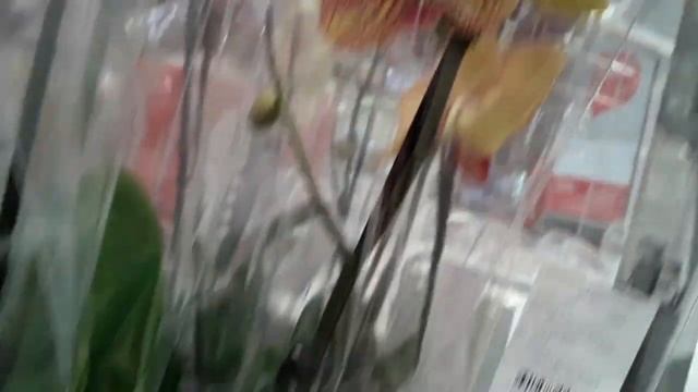 ОРХИДЕИ    Ашан   Санкт - Петербург  21 июня   2023