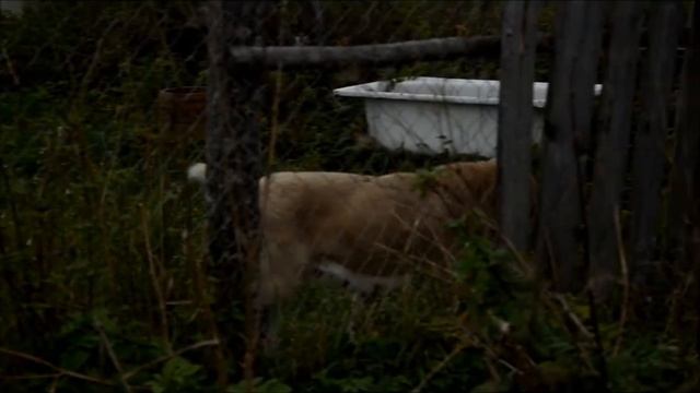 алабай в новом доме - приучение к территории смотреть онлайн