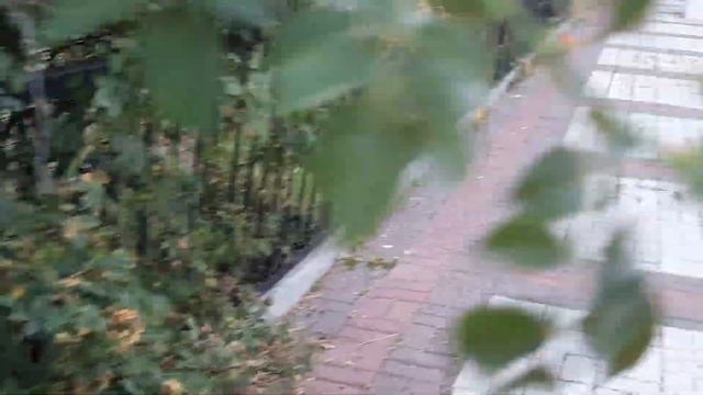 Ласковая львица Адель пришла поздороваться?❤ смотреть онлайн