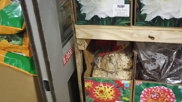 Plant Shopping at Lowe's (Winter, February 2023) // Am I an orchid girl now? смотреть онлайн
