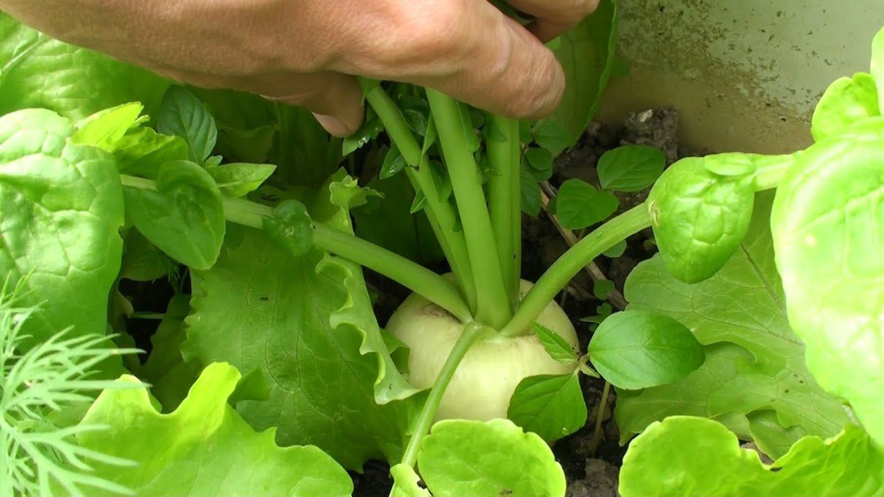 Выращивание раннего Дайкона. Посев, подкормки, сорт дайкона для весеннего выращивания. смотреть онлайн