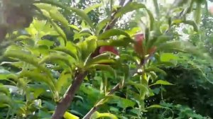 колоновидная слива Империал