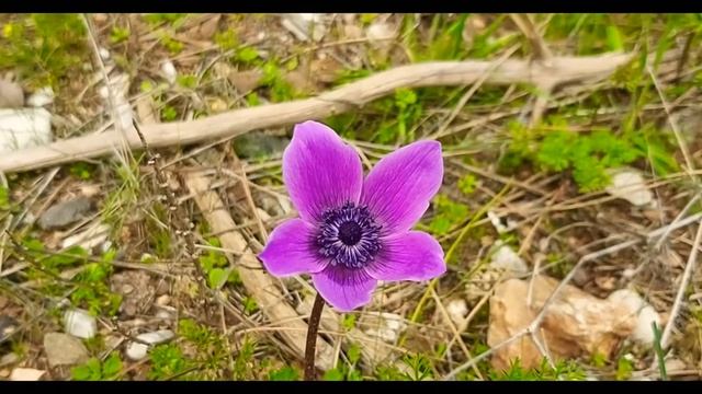 Dağ lalesi, anemon (Anemone coronaria) смотреть онлайн