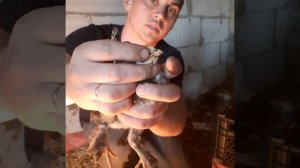 Расклев у цыплят/что делать?самый лучший способ!!!