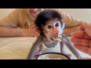 Степа хочет выйти из вольера и Люся все бросает и МЧИТСЯ ЕМУ НА ПОМОЩЬ!