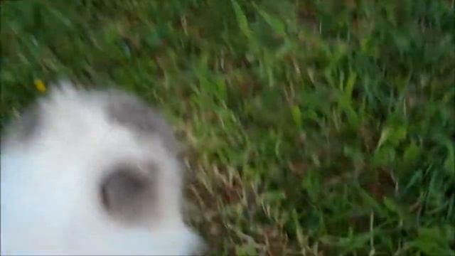 Groovy cat afternoons смотреть онлайн