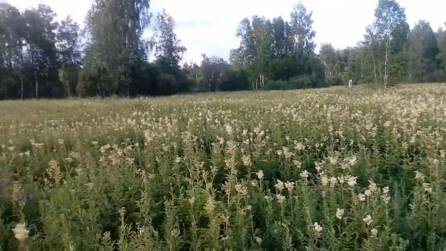 ПОЛЕВЫЕ ЦВЕТЫ / ПОЛЕ ЛАБАЗНИКА смотреть онлайн