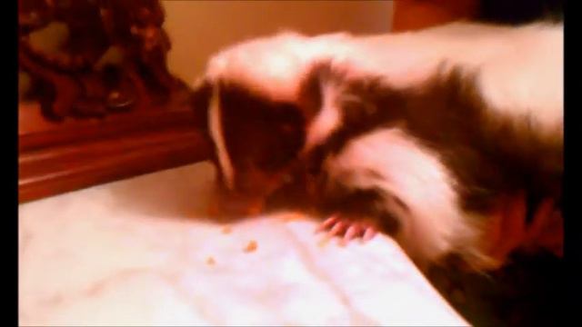 Petunia eatin cake смотреть онлайн