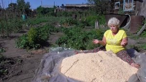 Мульча из опилок. Вред или польза?