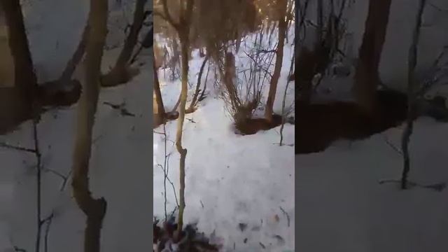 Рысь в лесу. Карелия смотреть онлайн