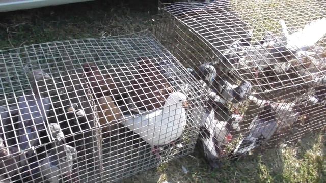 Выставка голубей! г.Кропоткин 3-я часть! 27 09 20г смотреть онлайн