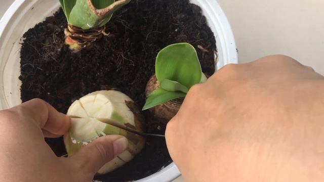 Hippeastrum/Amaryllis Propagation By Cutting Buld/Chẻ Củ Lan Huệ смотреть онлайн