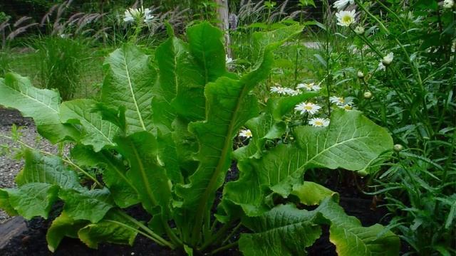 УДИВИТЕЛЬНЫЕ ЛЕЧЕБНЫЕ СВОЙСТВА ЛИСТЬЕВ ХРЕНА // ЭТО НАДО ЗНАТЬ! смотреть онлайн