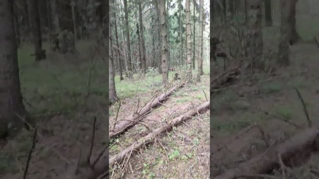 jbl partybox 1000 in the forest смотреть онлайн