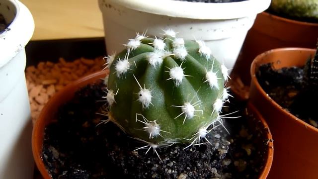 Einzug Neuer Kakteen