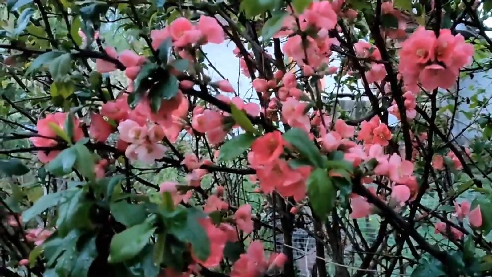 Цветы после дождя. Я у Алисы в гостях .Цветет айва!!! смотреть онлайн