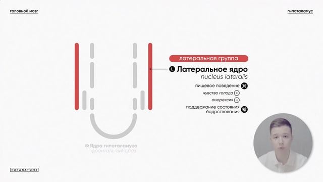 Промежуточный мозг. Гипоталамус смотреть онлайн