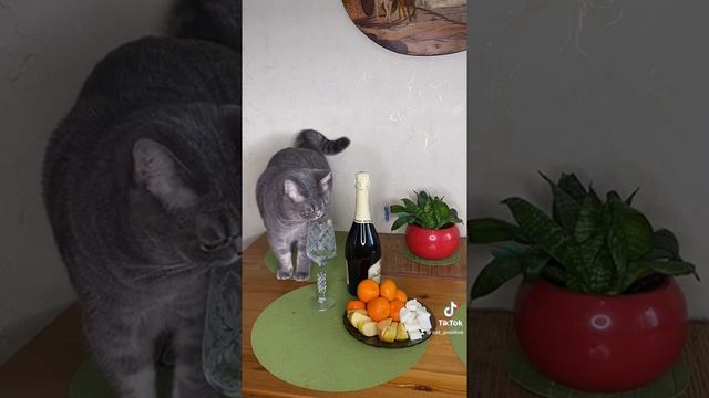 Давай наливай 🥂🍾, с пятницей, приколы с котиками