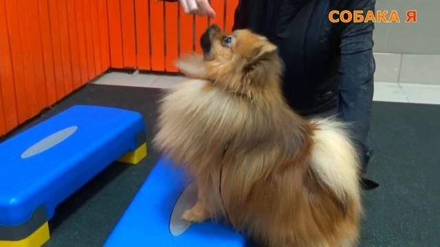 Шпиц | Дог фитнес | Развитие мышц спины, шеи, конечностей у собаки. Собака я смотреть онлайн