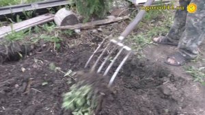 Как вырастить саженец липы?