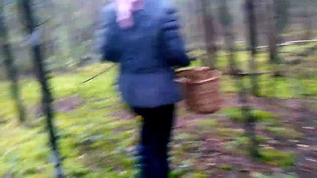 VLOG: идём за грибами (1 часть) смотреть онлайн