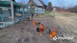 Кучинская юбилейная (петушки)