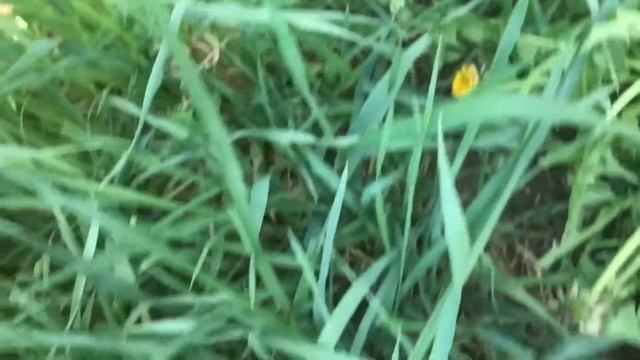 //мир глазами ребёнка??// смотреть онлайн