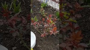 Подкормка роз сульфатом магния, а результат базальные побеги!???