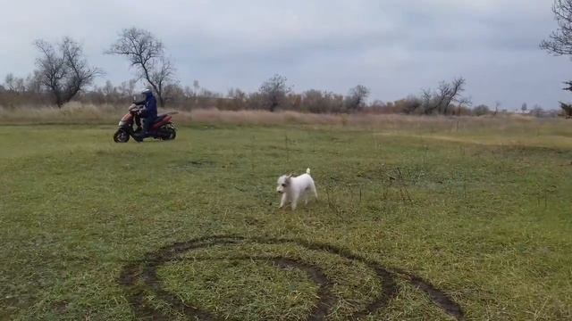 Мопед зип. смотреть онлайн